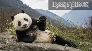 panda iron.jpg